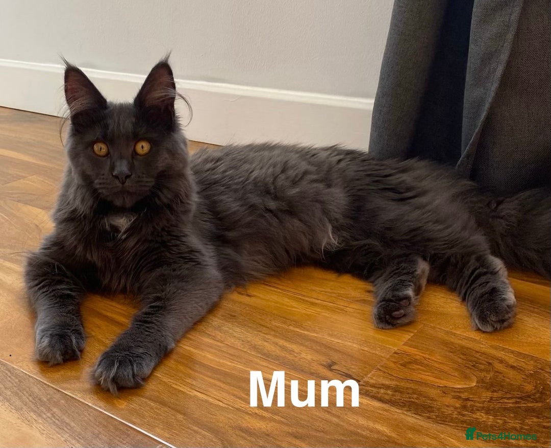 Maine Coon cats for sale: Stunning Maine Coon Kittens for sale - Advert 7