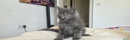 Maine Coon cats for sale: Maine Coon Kitten ready - Advert 16