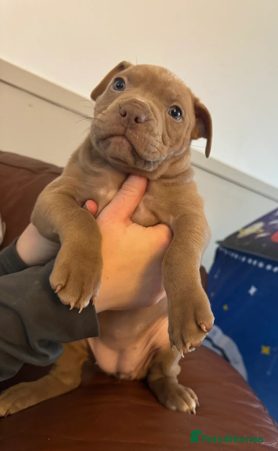 American Bull Staffy dogs for sale: Staffy x bullies - Advert 6