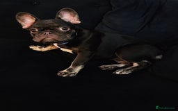 French Bulldog dogs for sale: Kc miniature French bulldog  - Image 2