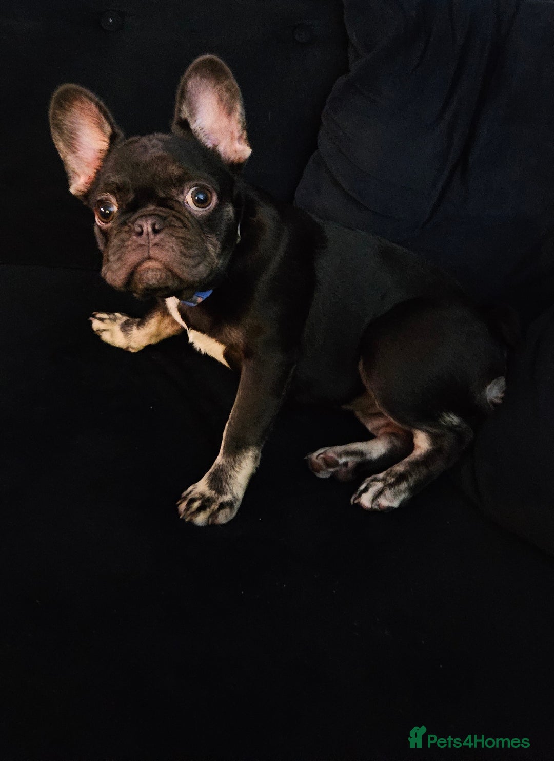 French Bulldog dogs for sale: Kc miniature French bulldog  - Image 2