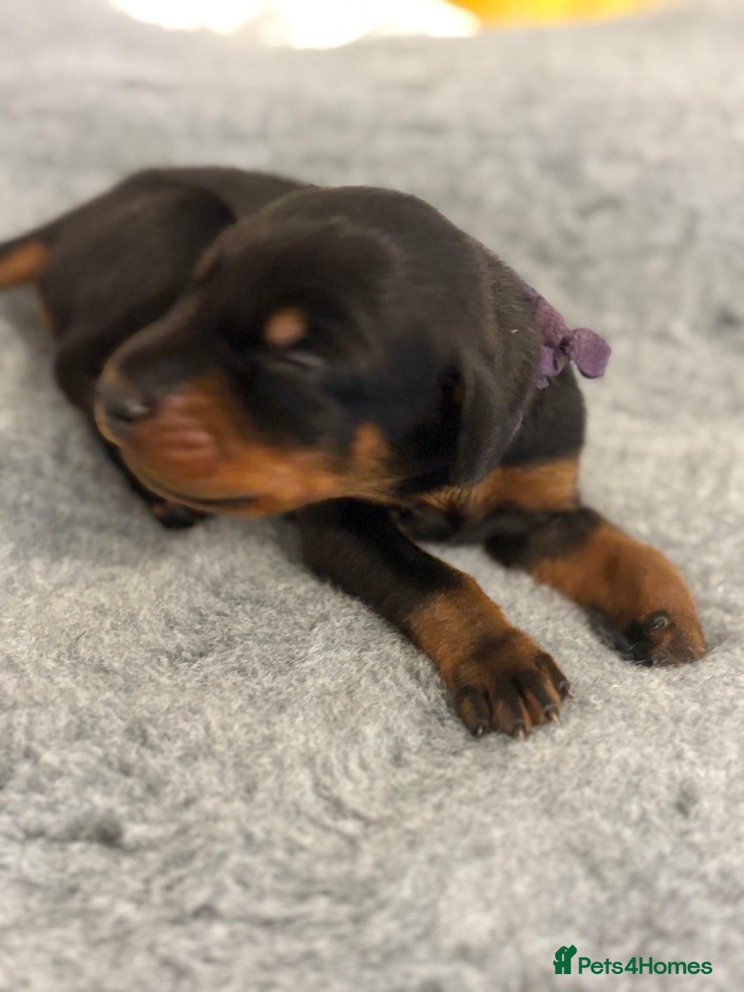 Dobermann dogs for sale: 🌟🌟KC Dobermanns - 38+ Champions in Bloodline🌟🌟 in London - Image 6