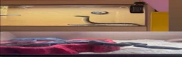 Python Snake reptiles for sale: Ball python  - Advert 3
