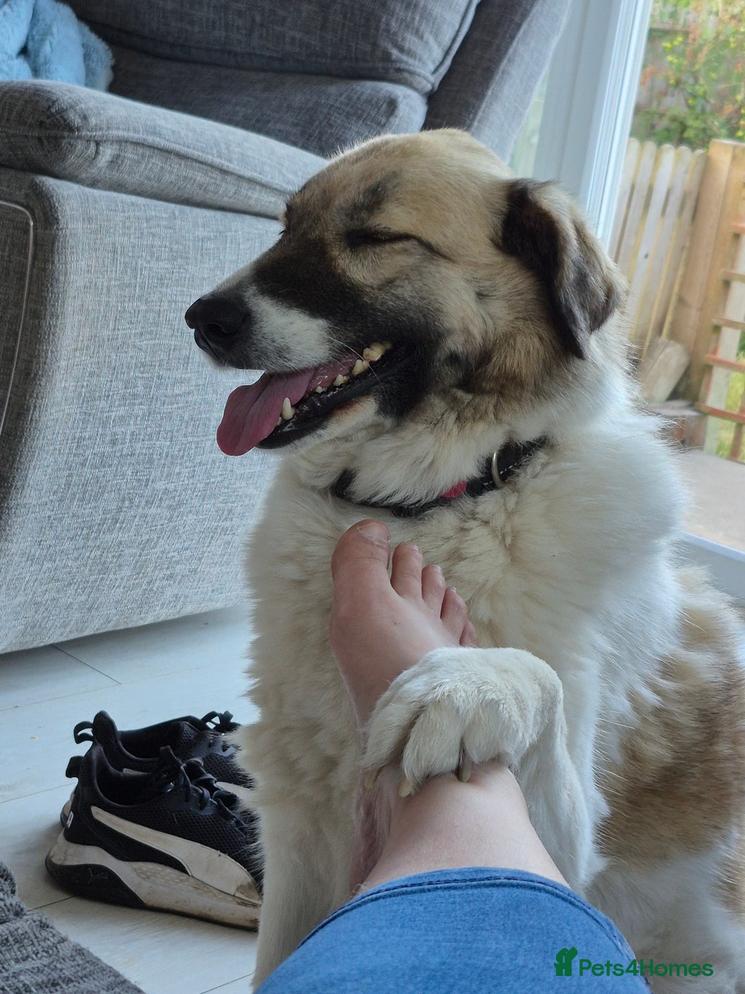Mixed Breed dogs for sale: Beautiful girl looking for a loving home - Image 6