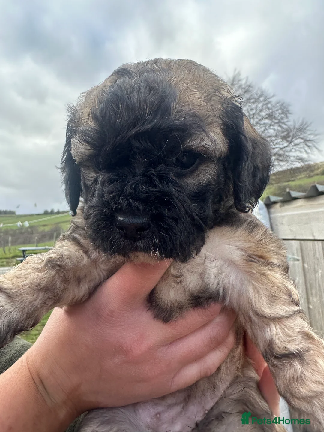 Mixed Breed dogs for sale: Cockashipoo  - Advert 2