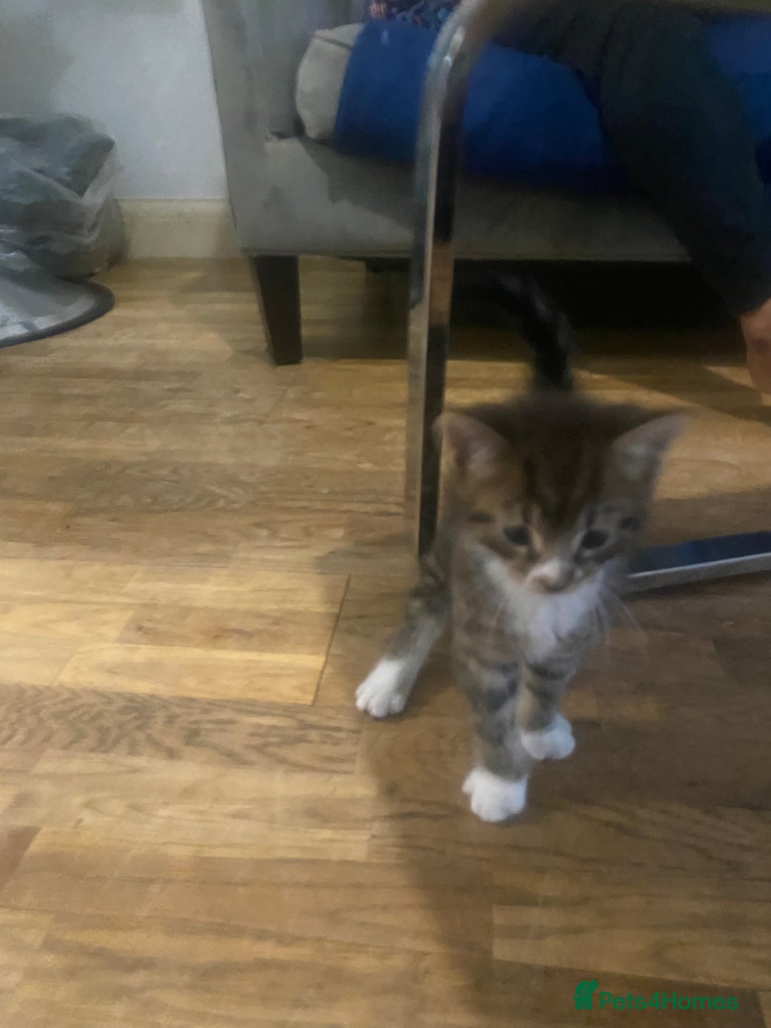 Mixed Breed cats for sale: Playful male kitten(grey/black) - Image 4