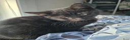 Mixed Breed cats for sale: Cats for sale - Advert 22