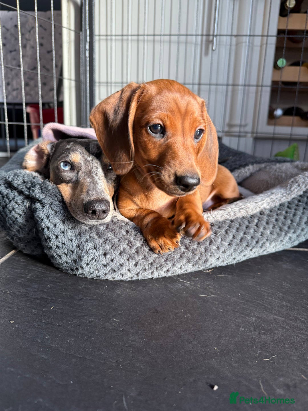 Miniature Dachshund dogs for sale: Miniature dachshund - Advert 6
