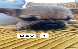 French Bulldog dogs for sale: Ready now!!! Rainbow litter - Image 13