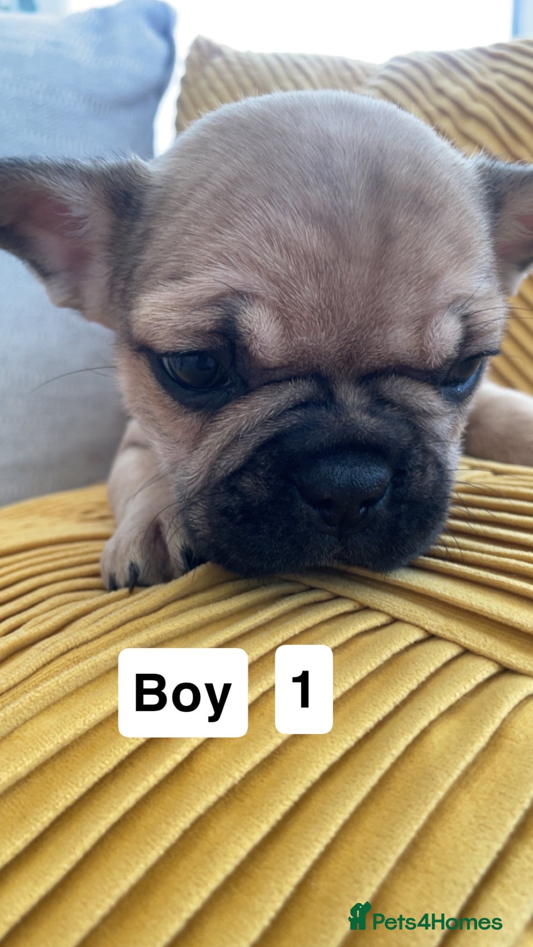 French Bulldog dogs for sale: Ready now!!! Rainbow litter - Image 13