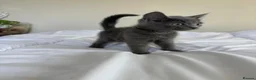 Mixed Breed cats for sale: Beautiful blue kittens in Salisbury - Advert 2