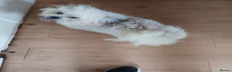 Maltese dogs for sale: beautiful Maltes/Lhasa Apso  - Advert 5