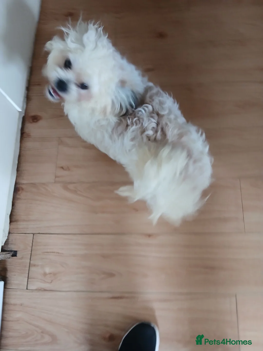 Maltese dogs for sale: beautiful Maltes/Lhasa Apso  - Advert 5