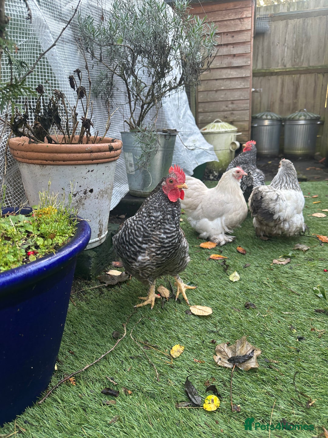 Chickens poultry for sale: 2 x grey speckled pekin bantam cockerel - Advert 2