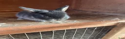 Mini Lop rabbits for sale: Otter mini lop kits - Advert 4