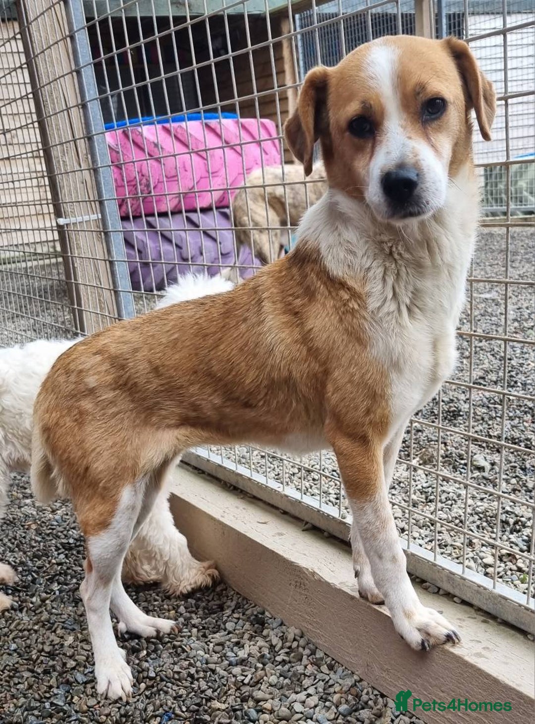 Mixed Breed dogs for adoption: Meet Nina  - Image 7