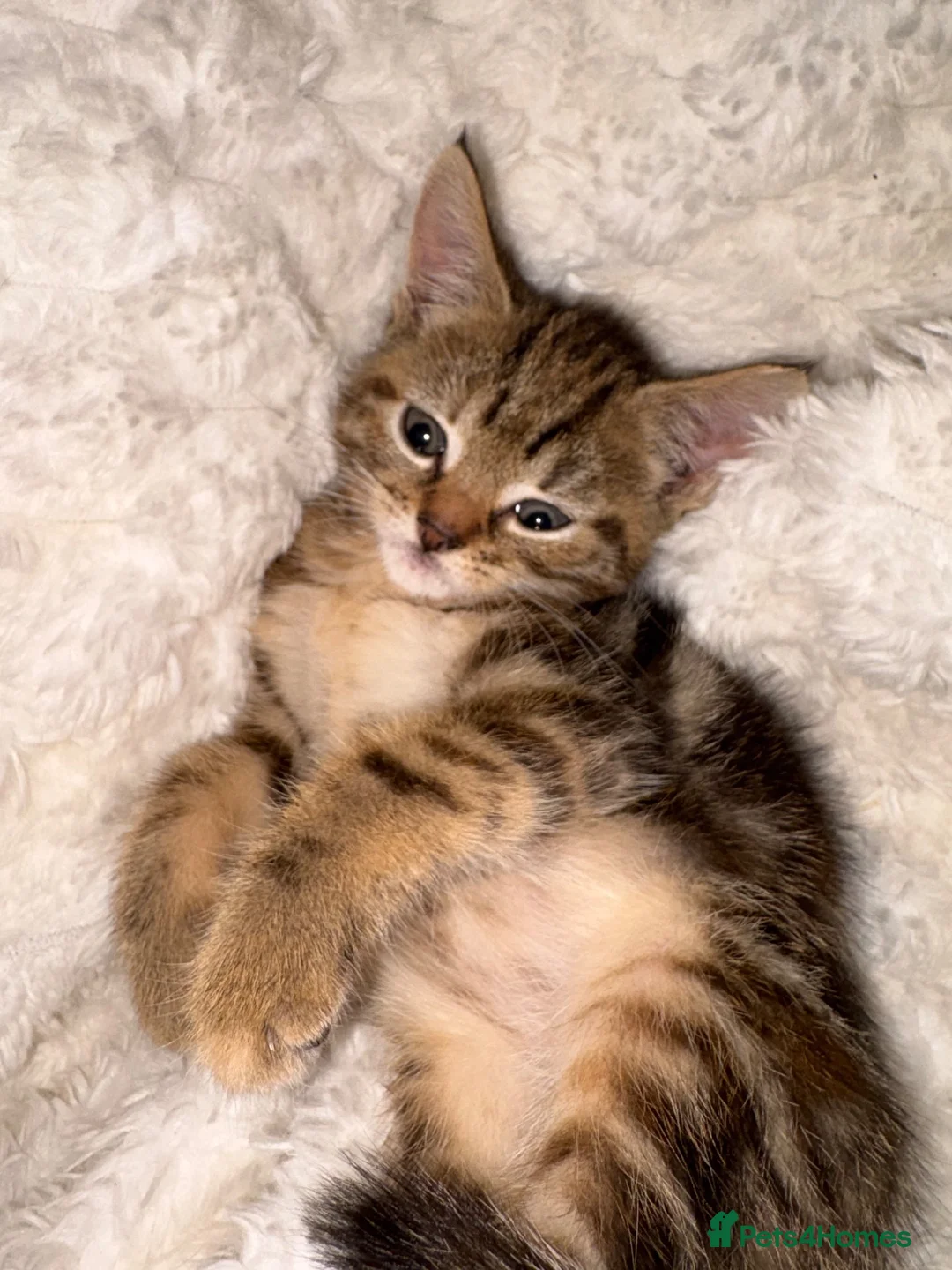 Mixed Breed cats for sale: Beautiful tabby kitten  in Hemel Hempstead - Advert 2