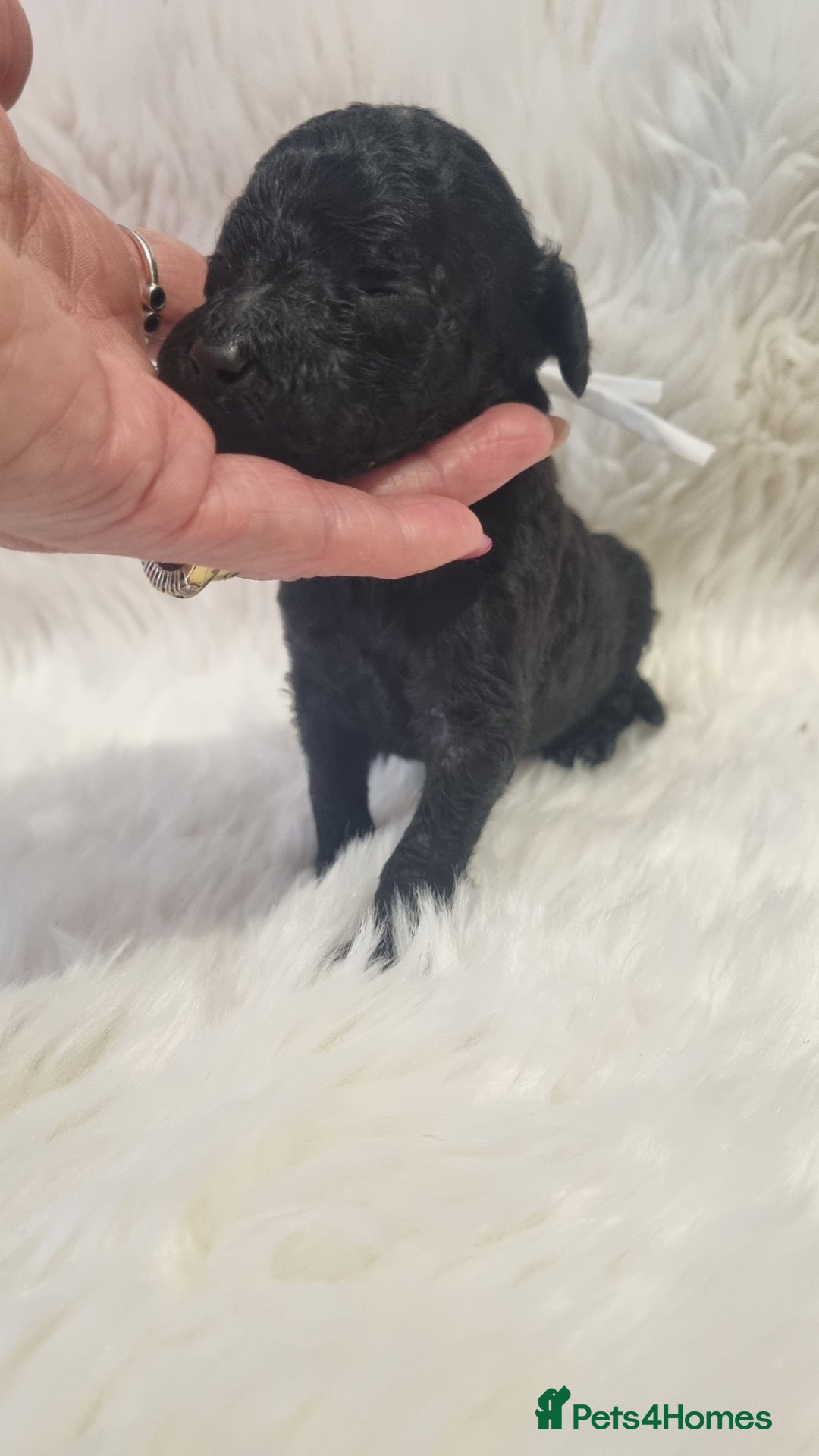 Standard Poodle dogs for sale: Exceptional Health Tested Puppies Due - Advert 39