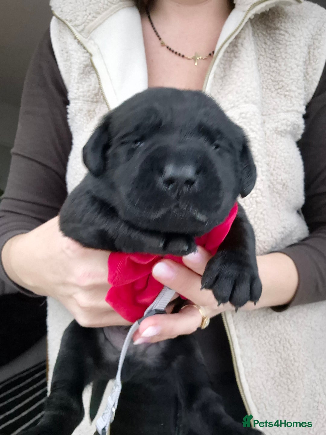 Labrador Retriever dogs for sale: Beautiful Puppies Looking for Loving Homes - Advert 15