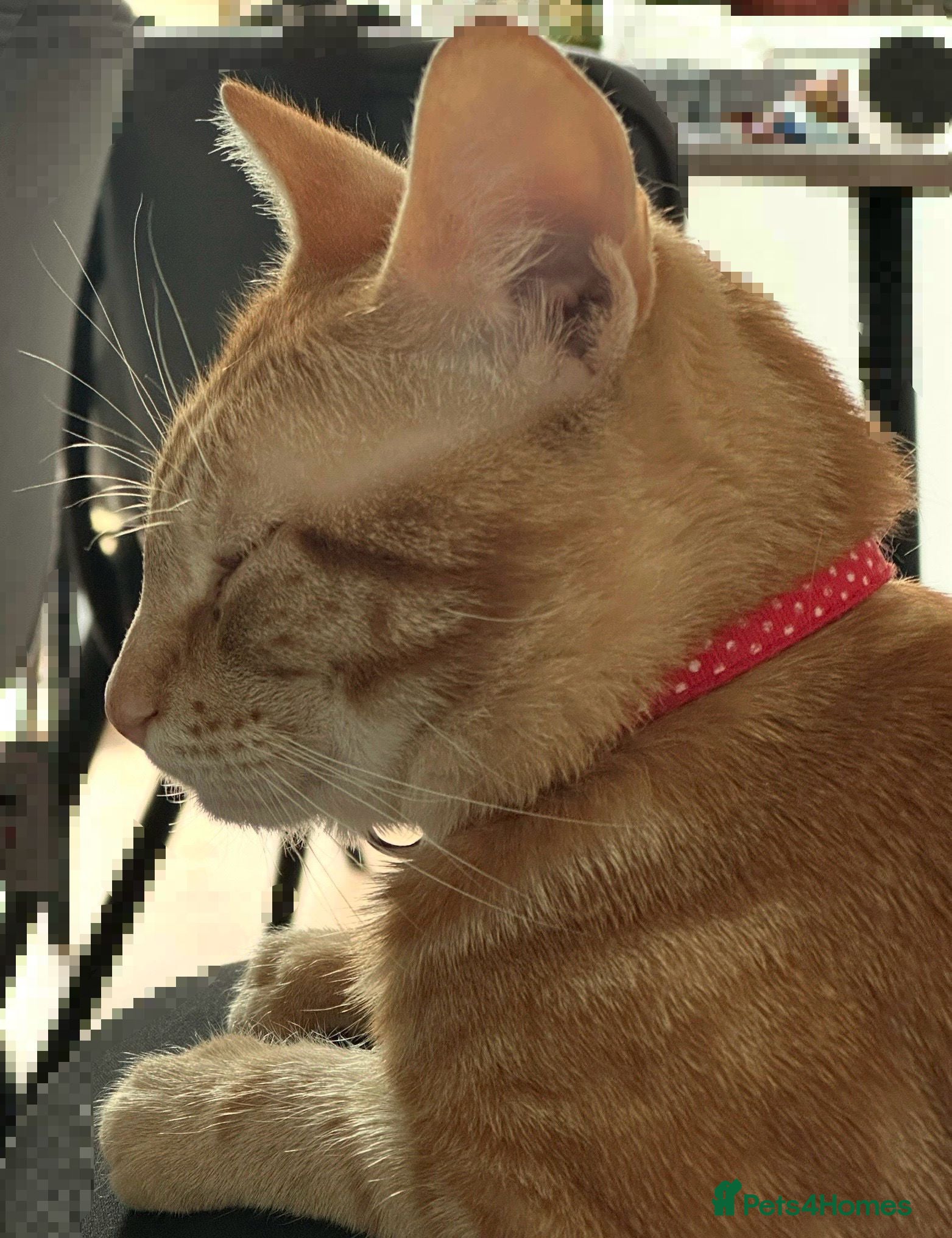 Mixed Breed cats Cat with all belongings  - Advert 1