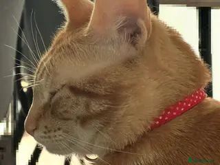 Mixed Breed cats Cat with all belongings - Advert 1