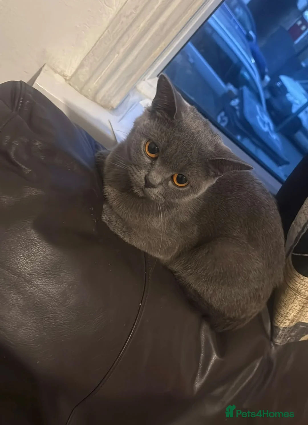 British Shorthair cats for sale: 1 year old British shorthair for sale  - Advert 2