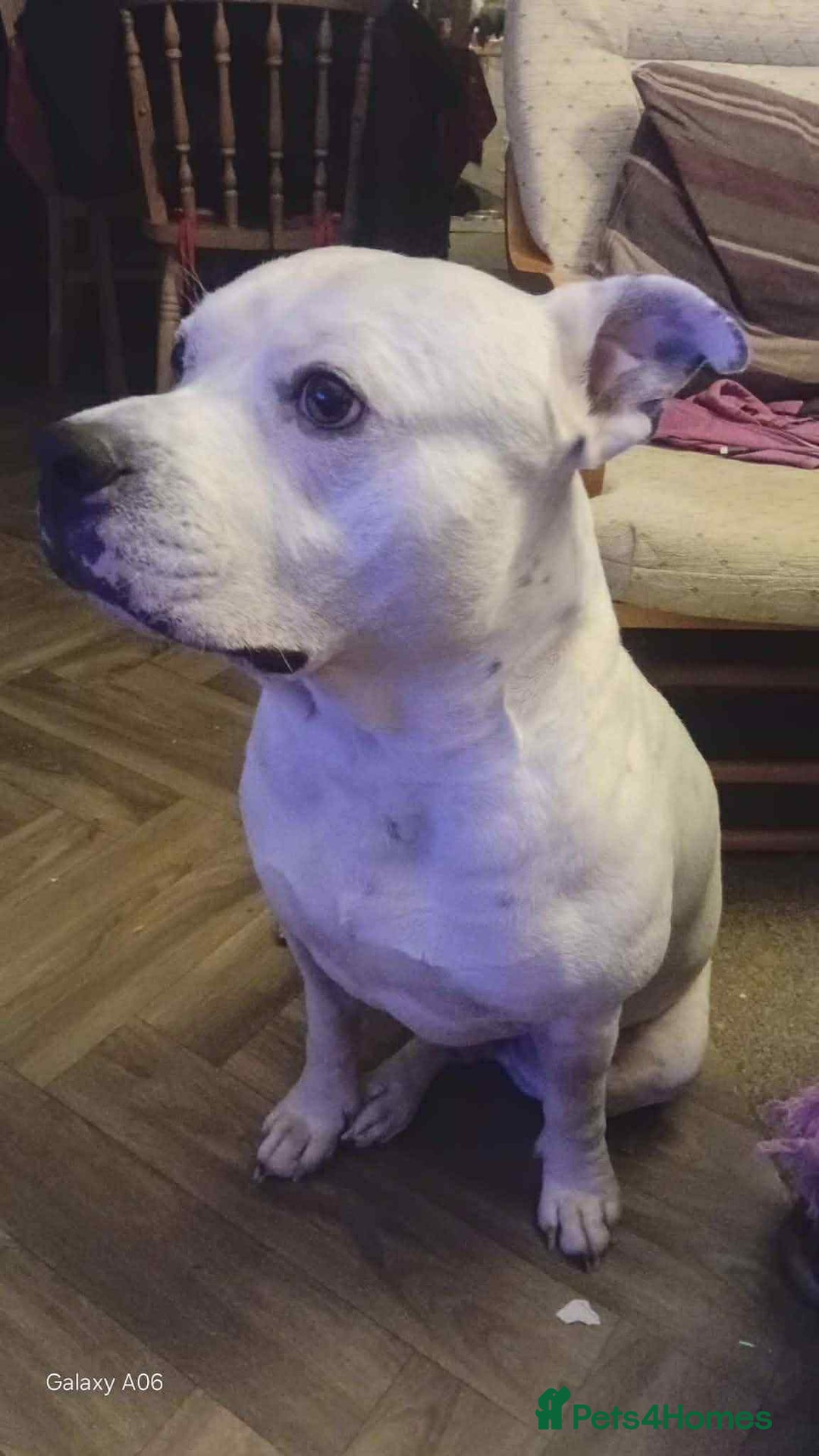 Staffordshire Bull Terrier dogs for sale: Staffordshire puppies  - Advert 10