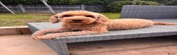 Cockapoo dogs for sale: Cockapoo girl Sadly looking for her forever home  - Advert 7