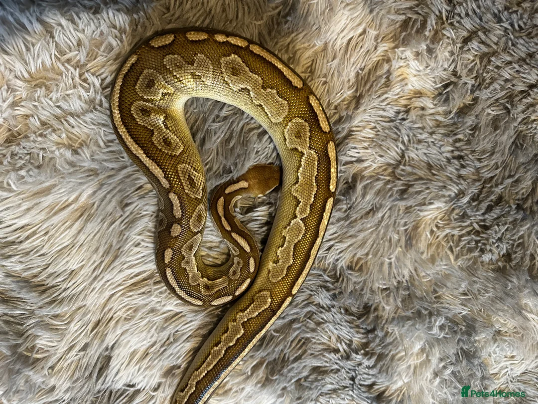 Python Snake reptiles for sale: Male Ball Python  in ELY - Advert 2