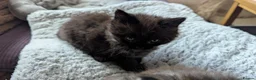 Ragcoon cats for sale: Stunning Ragcoon girl, Maine coon Dad Ragdoll Mum - Advert 17