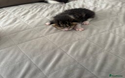 Mixed Breed cats for sale: Mixed breed kittens  - Image 3