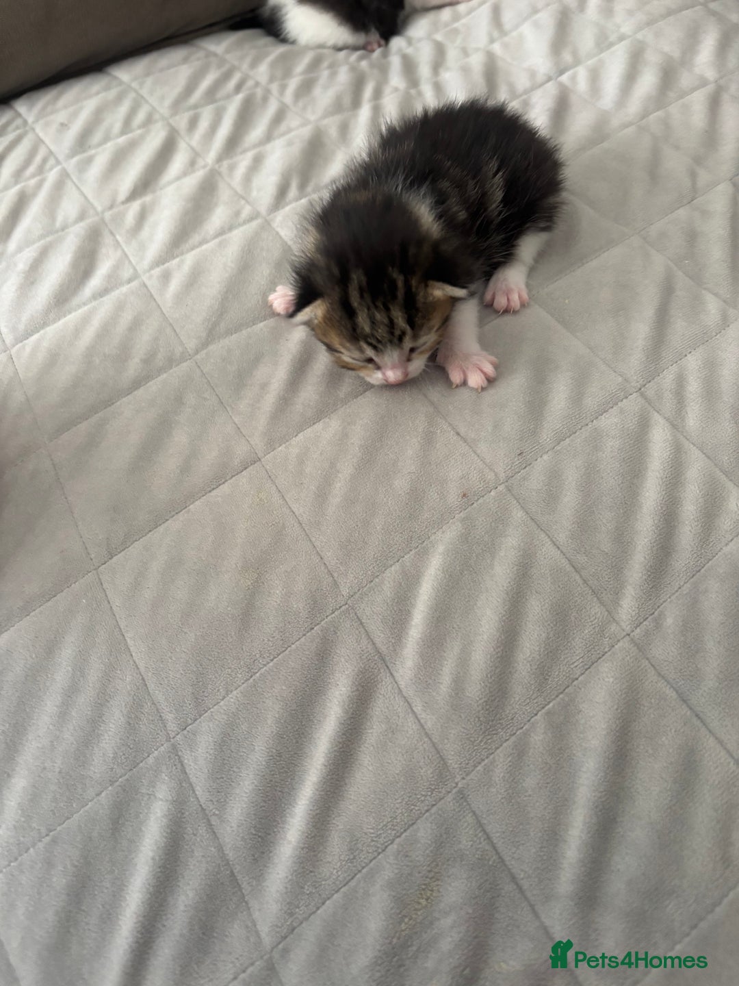 Mixed Breed cats for sale: Mixed breed kittens  - Image 3