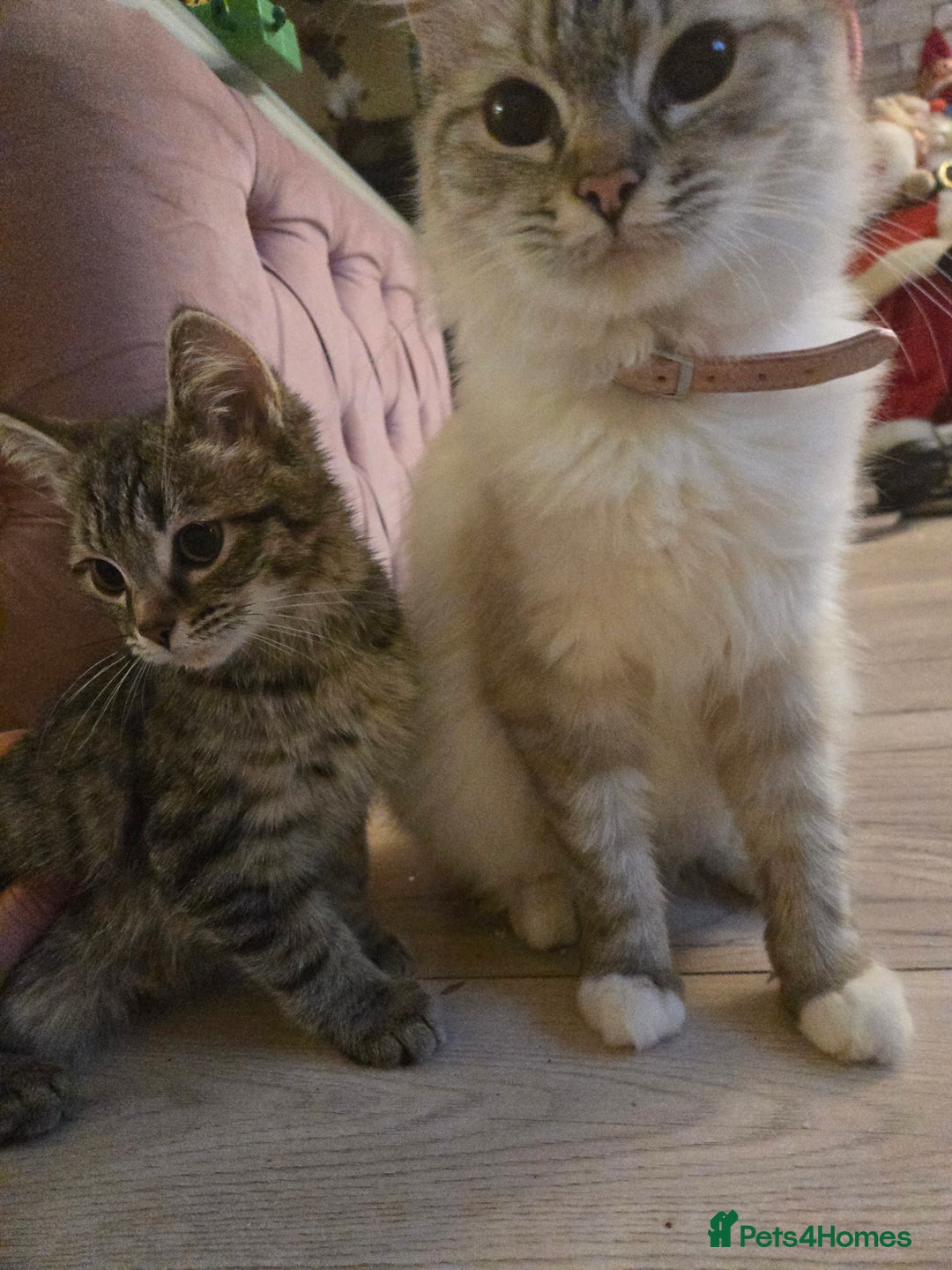 Ragdoll cats for sale: Radoll mix British short haired kittens - Advert 18