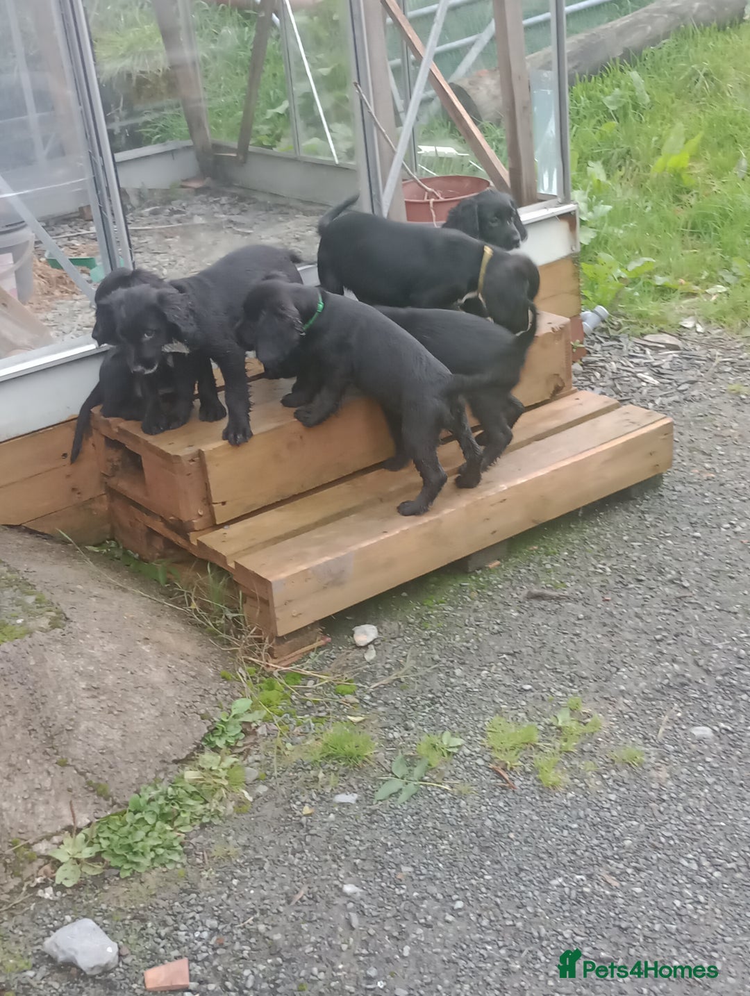 Sprocker dogs for sale: 8 gorgeous Sprocker puppies  - Image 6