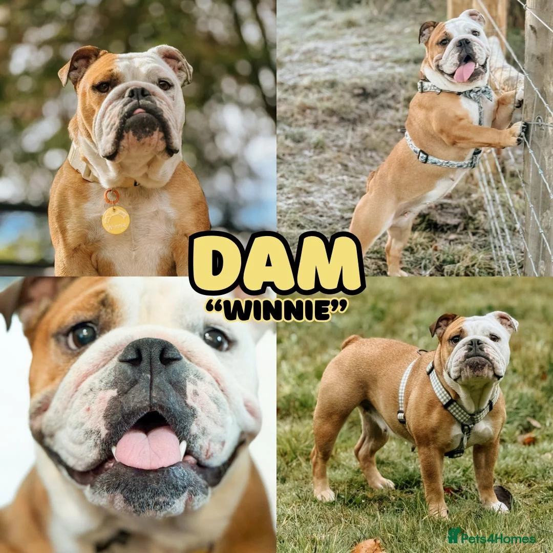 English Bulldog dogs for sale: English bulldogs waiting list due February  - Advert 1