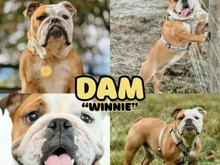 English Bulldog dogs English bulldogs waiting list due February - Advert 1