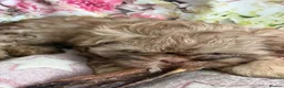 Shih Tzu dogs for sale: Healthy happy Puppies  in Robertsbridge - Advert 8
