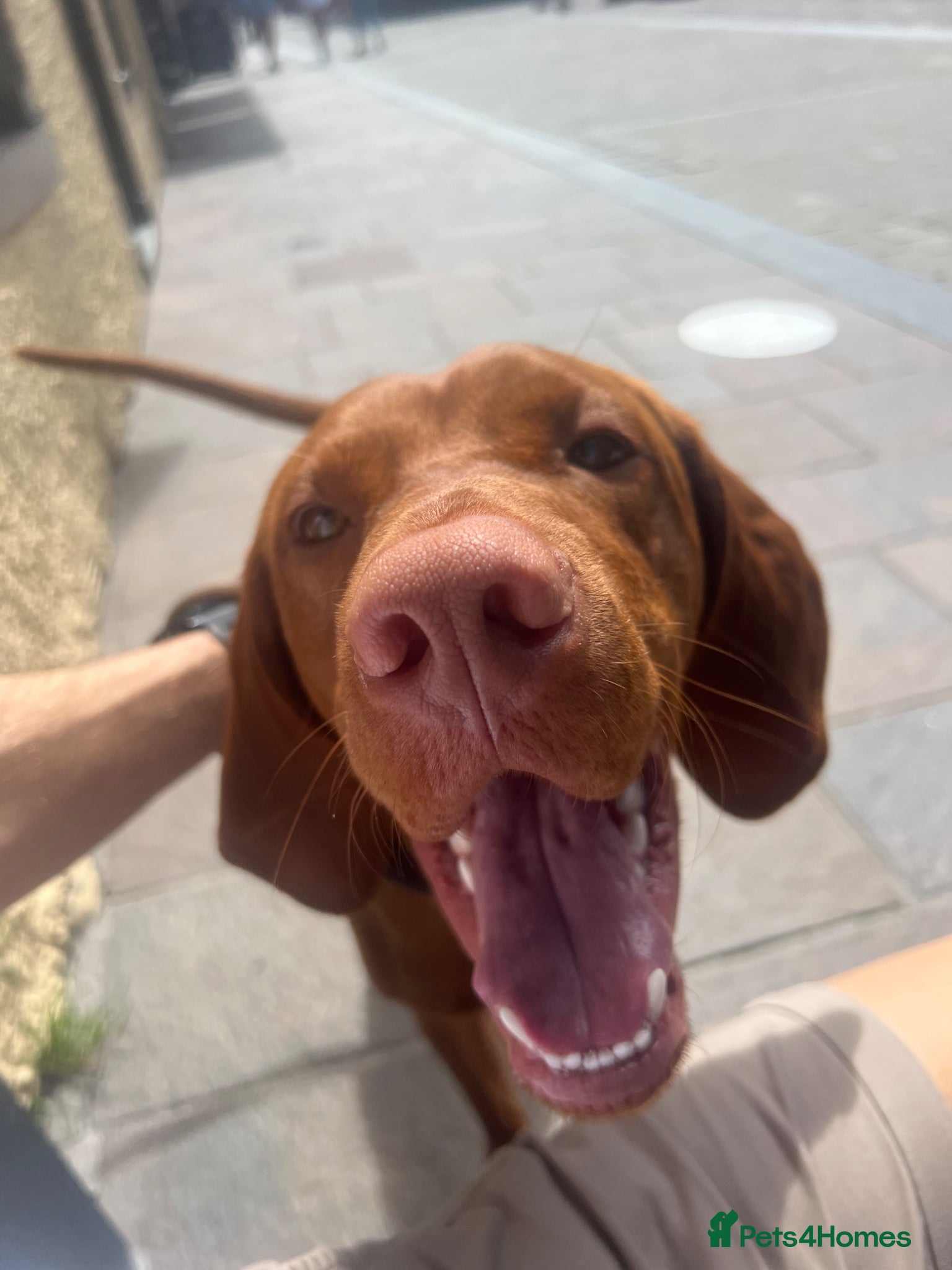 Hungarian Vizsla dogs Thor * Hungarian & Slovenian Champion bloodlines  - Advert 24