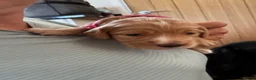 Cocker Spaniel dogs for sale: Beautiful working cocker spaniel puppies - Advert 5