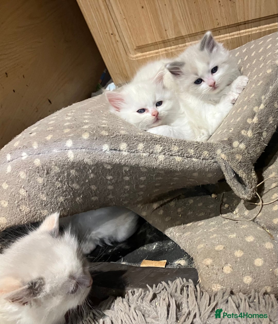 Ragdoll cats for sale: Stunning pure Ragdolls  - Advert 16