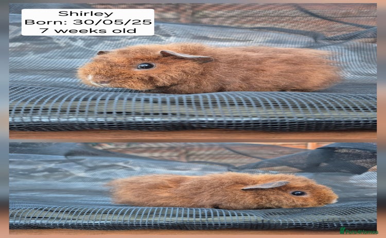 Guinea Pig rodents - Advert 1