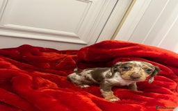 Dachshund dogs for sale: Dachshund  puppies  - Advert 19