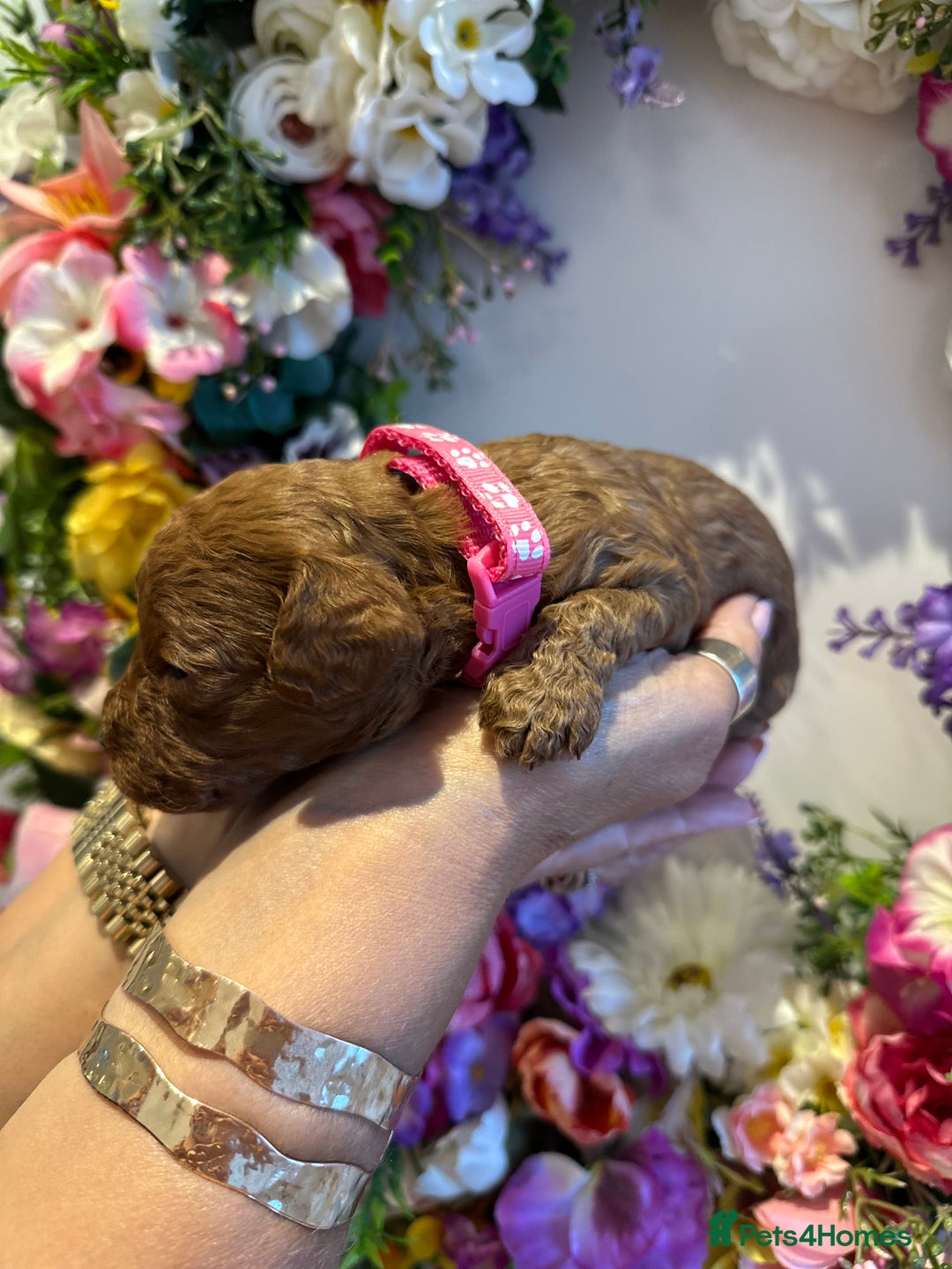 Cavapoo dogs for sale: STUNNING DEEP RED CAVAPOO PUPPIES  - Image 23