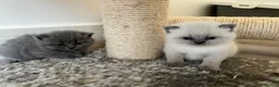 British Shorthair cats for stud: Blue colourpoint health tested stud  - Advert 4