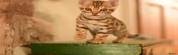 Bengal cats for sale: Registered pedigree bengal kittens - Advert 8