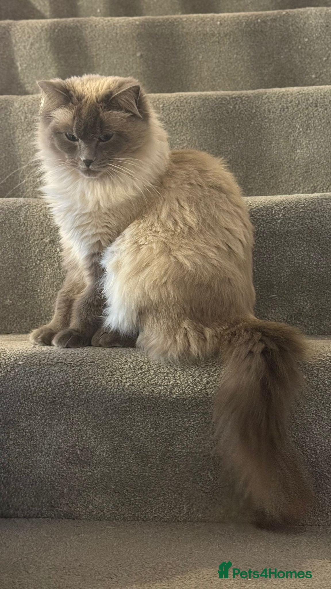 Ragdoll cats Ragdoll and Maine coon cat for sale - Advert 1