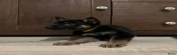 German Shepherd dogs for sale: German Shepherd puppies European line - Advert 6