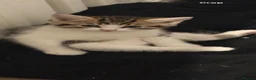 Mixed Breed cats for sale: Kittens for sale ready to go now.  in Gillingham - Advert 9