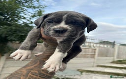 Cane Corso dogs for sale: Purebred Cane Corso puppies  - Image 16