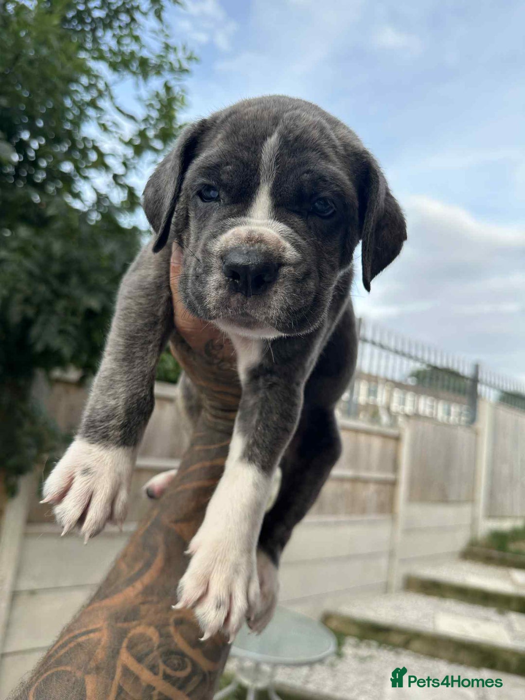 Cane Corso dogs for sale: Purebred Cane Corso puppies  - Image 16